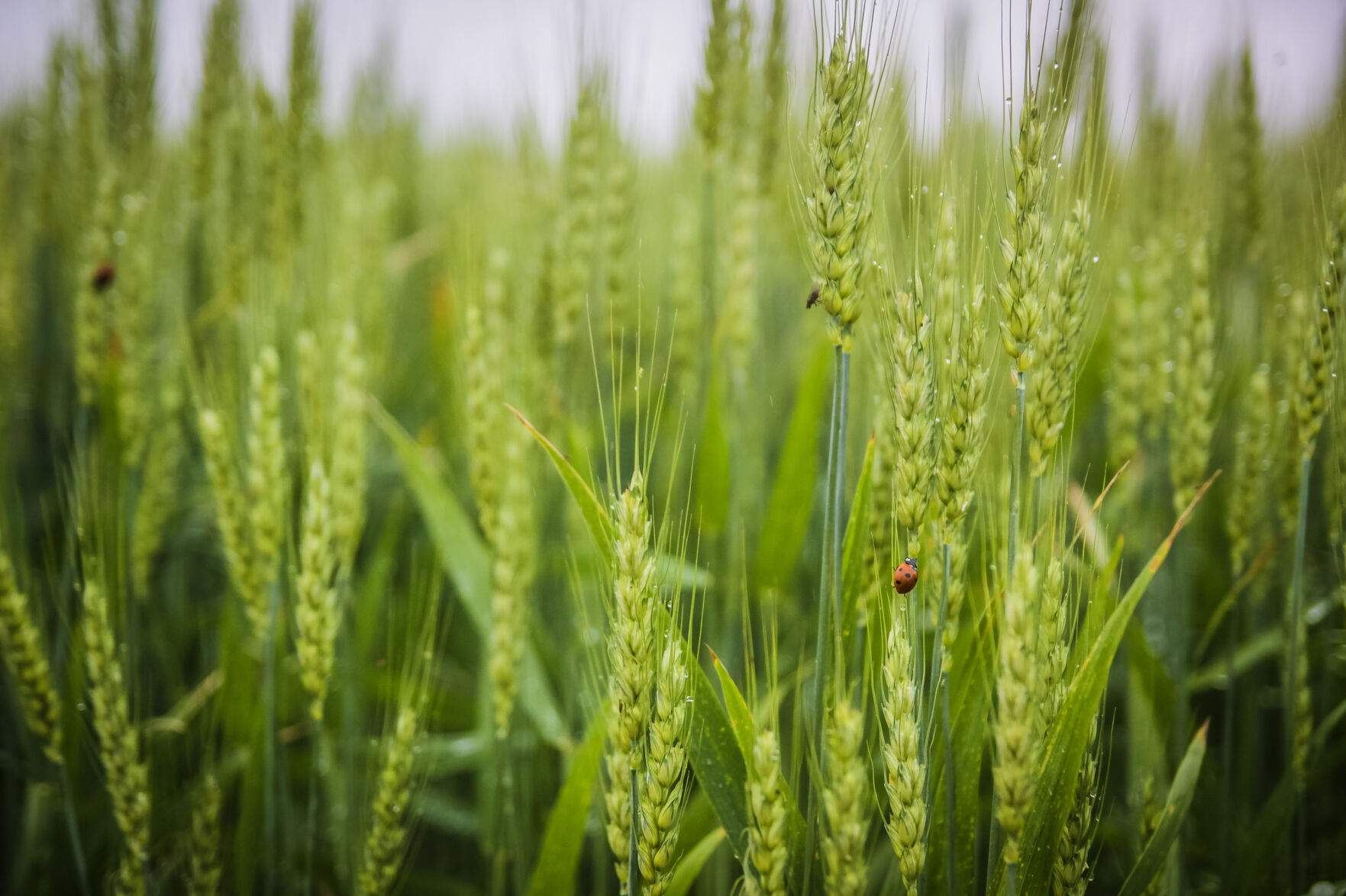 Spring Crops Field Day